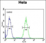 BCKDHB Antibody (N-term)